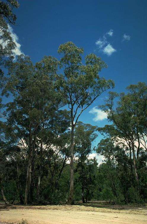 Eucalyptus angophoroides R. T. Baker的圖片