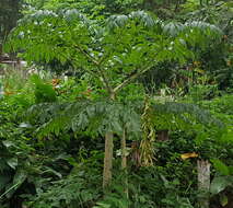 Amorphophallus paeoniifolius (Dennst.) Nicolson resmi