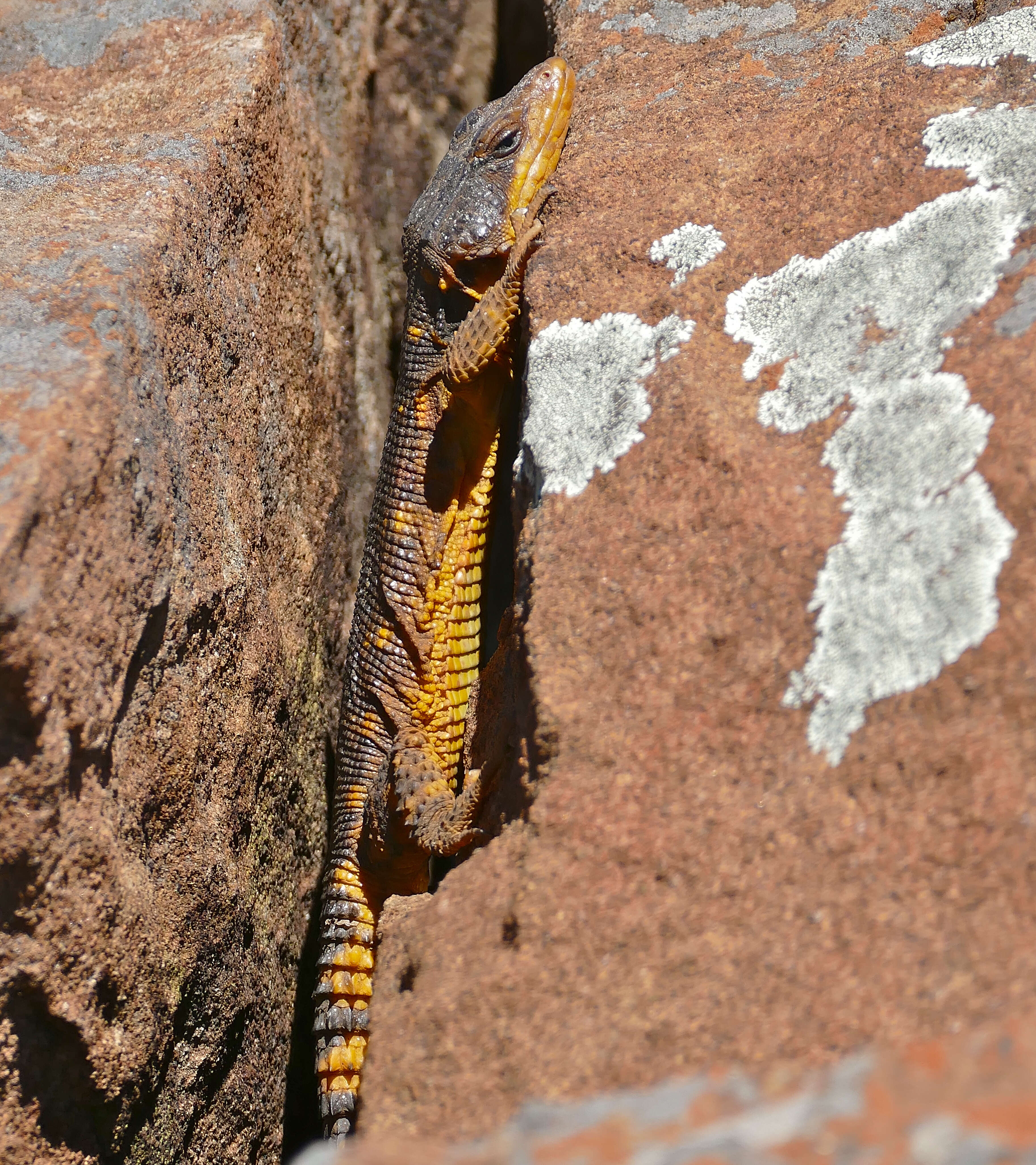 Image de Lézard des rochers