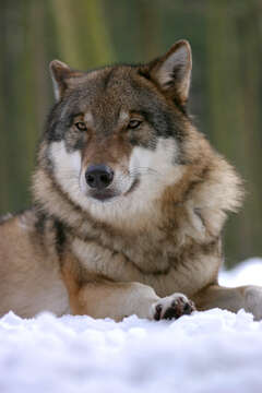 Image of Eurasian Wolf