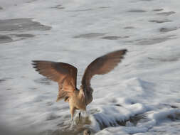 Image of Marbled Godwit