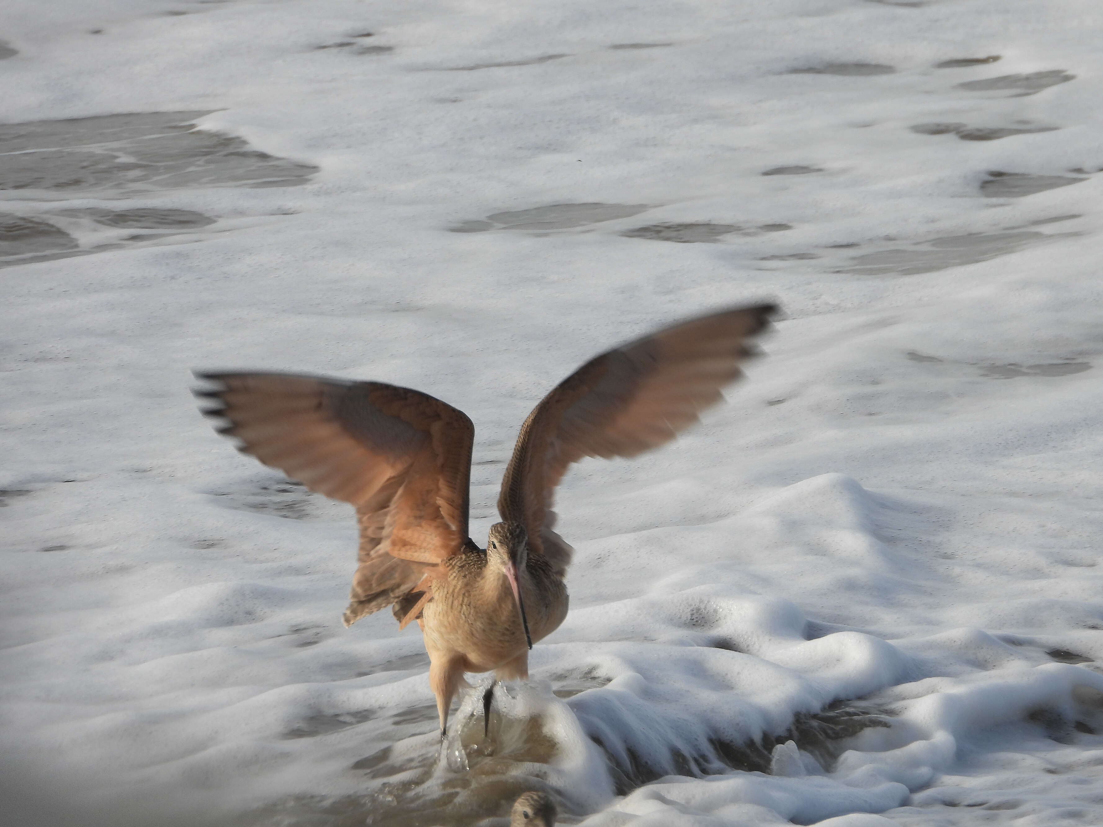 Image of Marbled Godwit