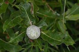 Image of Willow Pinecone Gall Midge