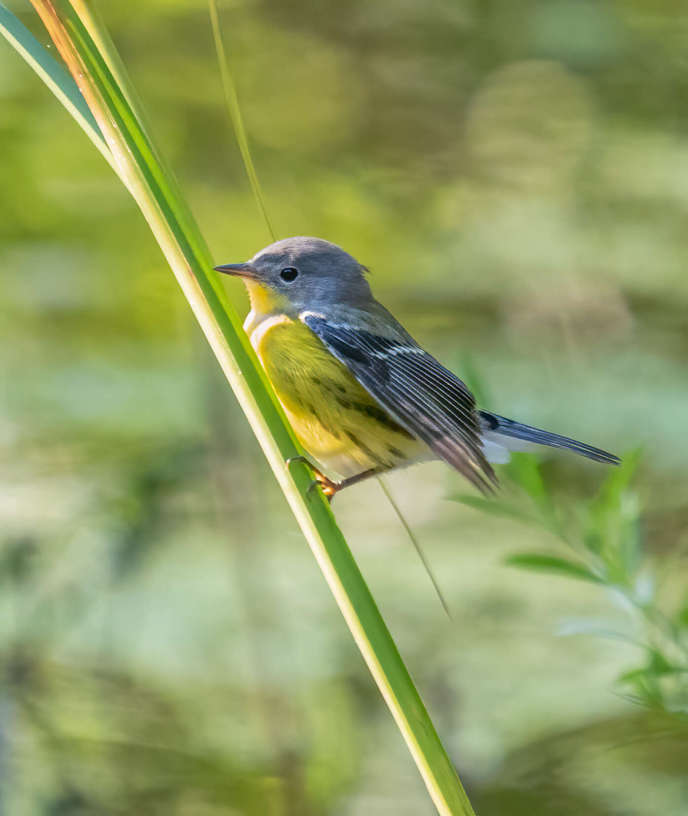 Image of Magnolia Warbler