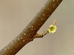 Imagem de Hamamelis virginiana L.