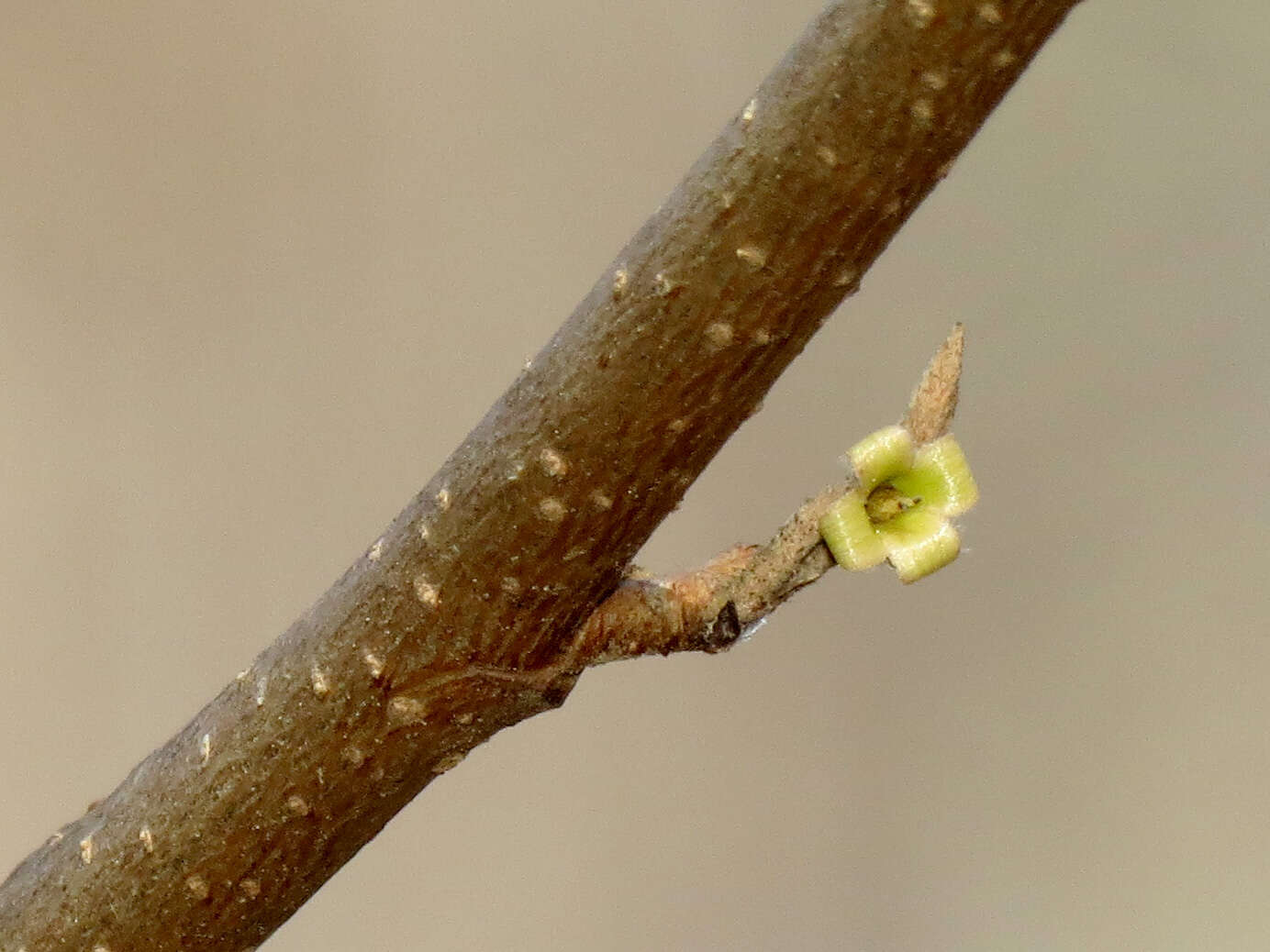 Imagem de Hamamelis virginiana L.