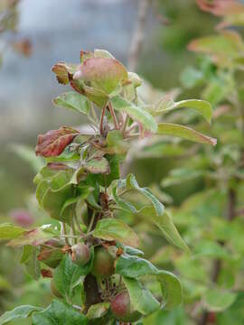 Image of paradise apple