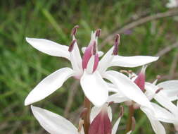 Image of Burchardia umbellata R. Br.