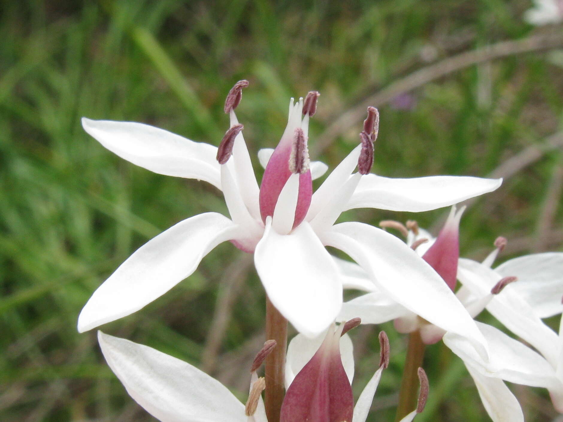 Image of Burchardia umbellata R. Br.