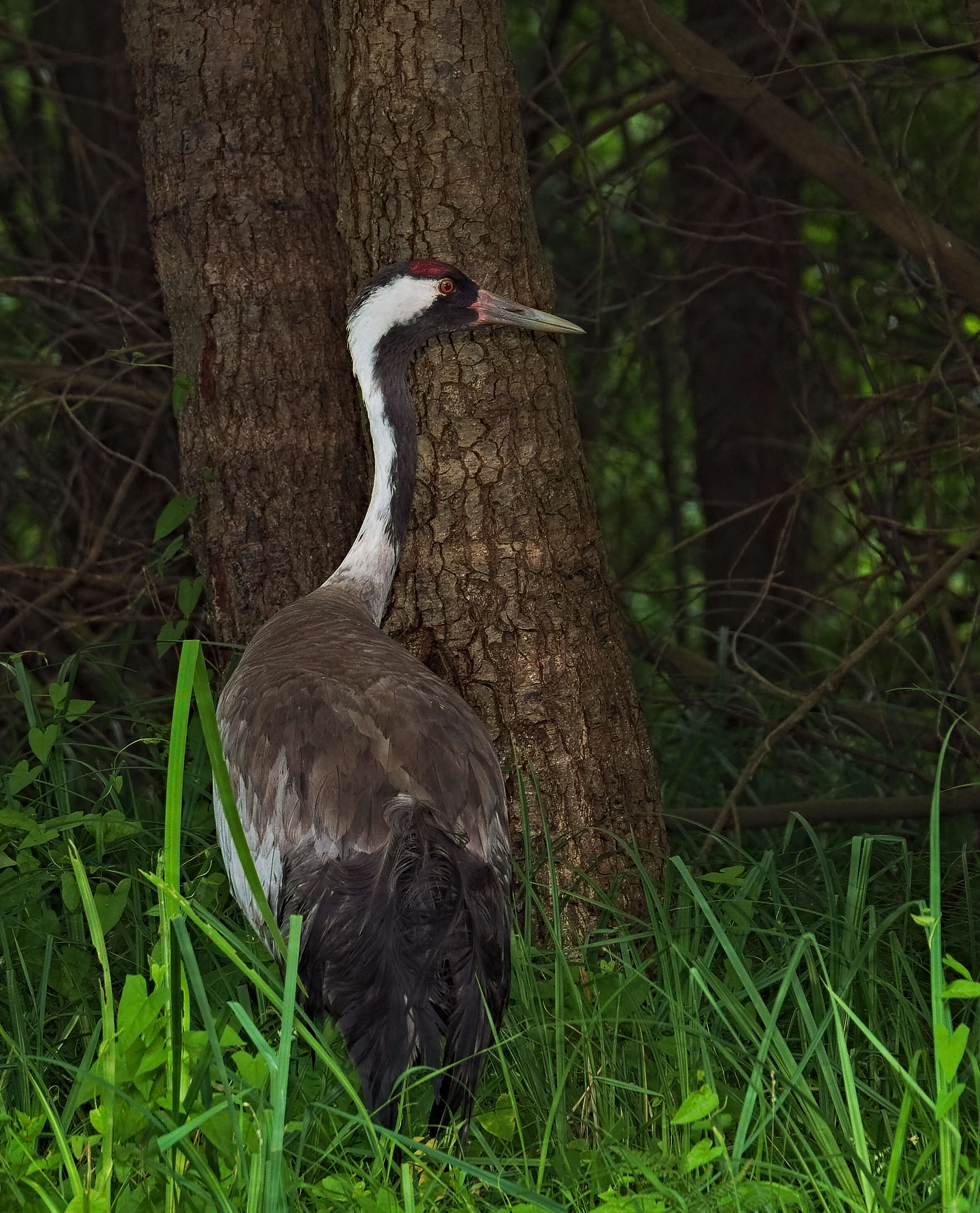 Image of Common Crane