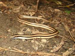 Image of Striped Road Guarder