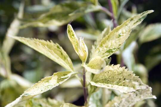 صورة Ageratina aromatica (L.) Spach