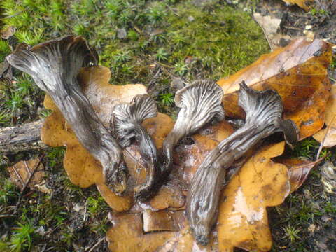 Image of Cantharellus cinereus (Pers.) Fr. 1821