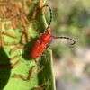 Image of Red-femured Milkweed Borer