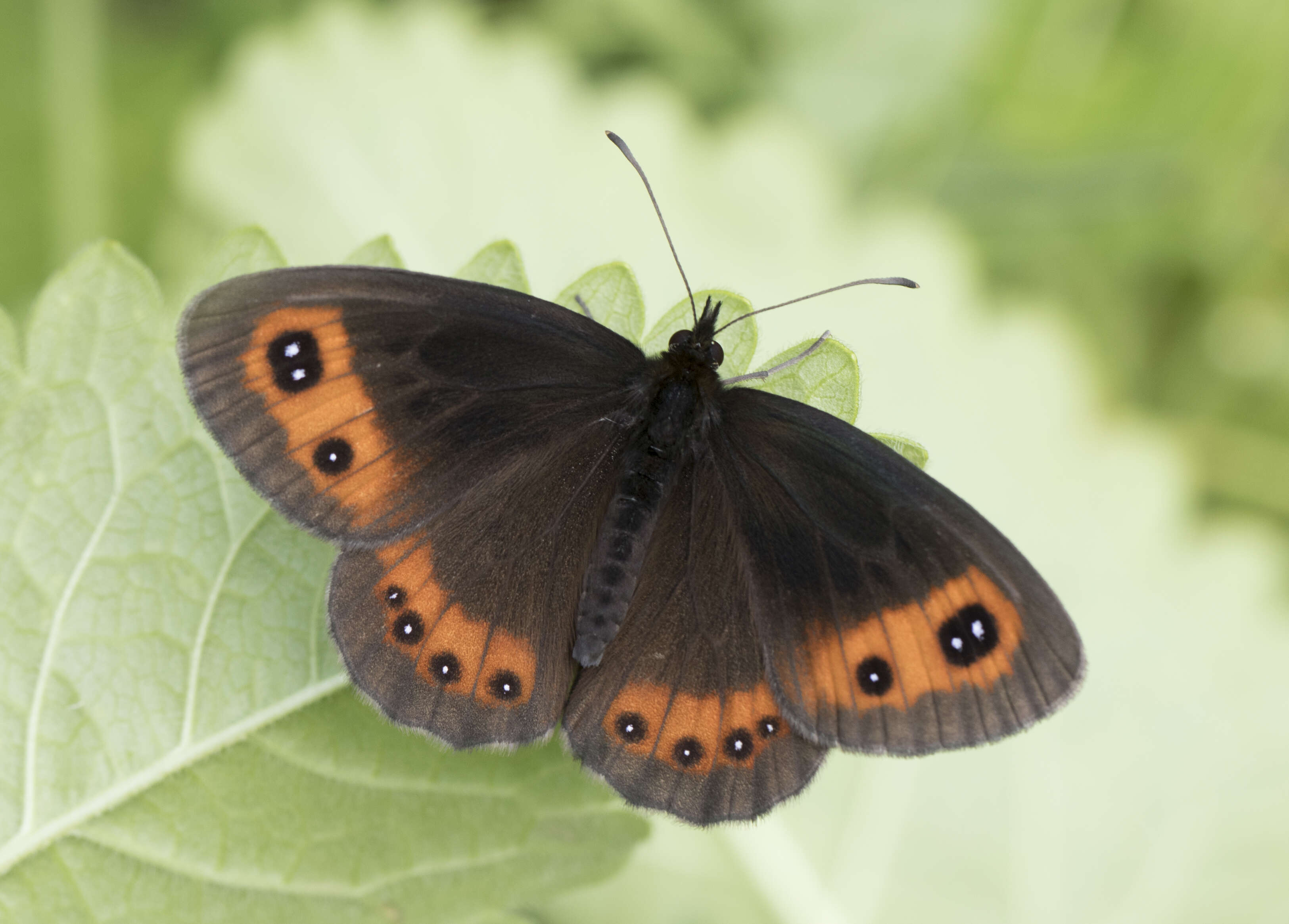 Image of scotch argus