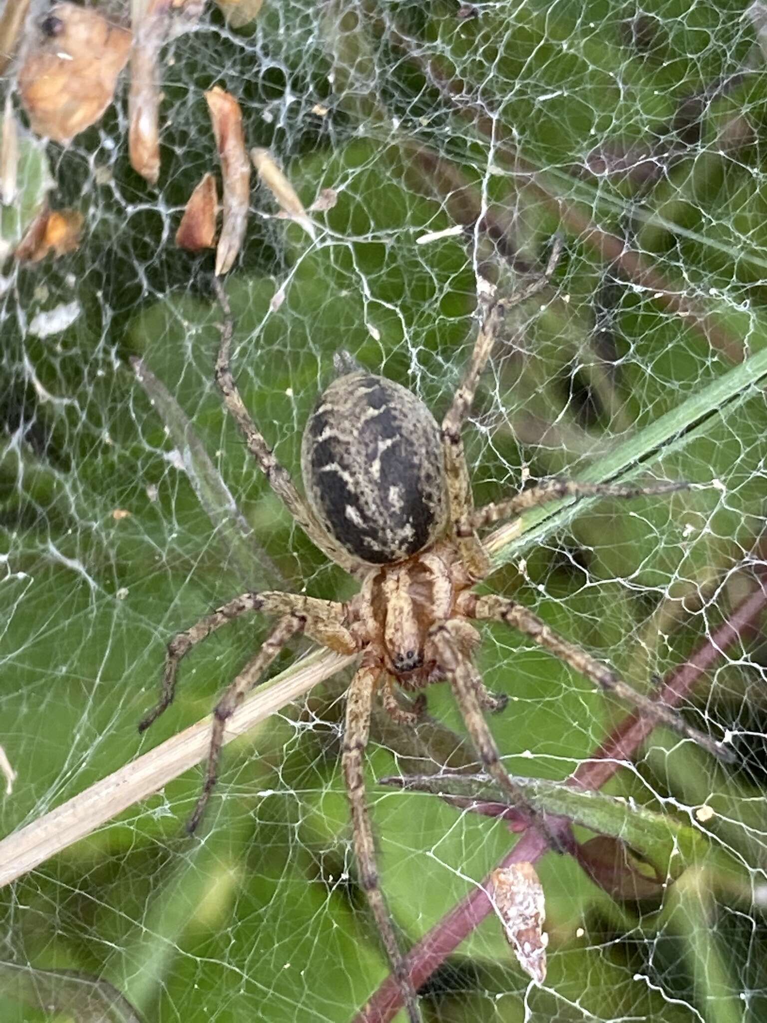 Image of Agelena labyrinthica (Clerck 1757)