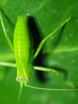 Image of Caedicia simplex (Walker & F. 1869)