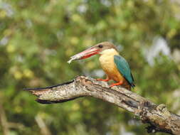 Image of Stork-billed Kingfisher