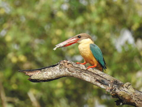 Image of Stork-billed Kingfisher