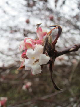 Image of Viburnum × bodnantense