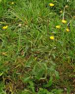 Image of hawkweed oxtongue