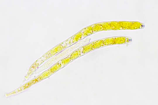 Image of Ciboria amentacea (Balb.) Fuckel 1870