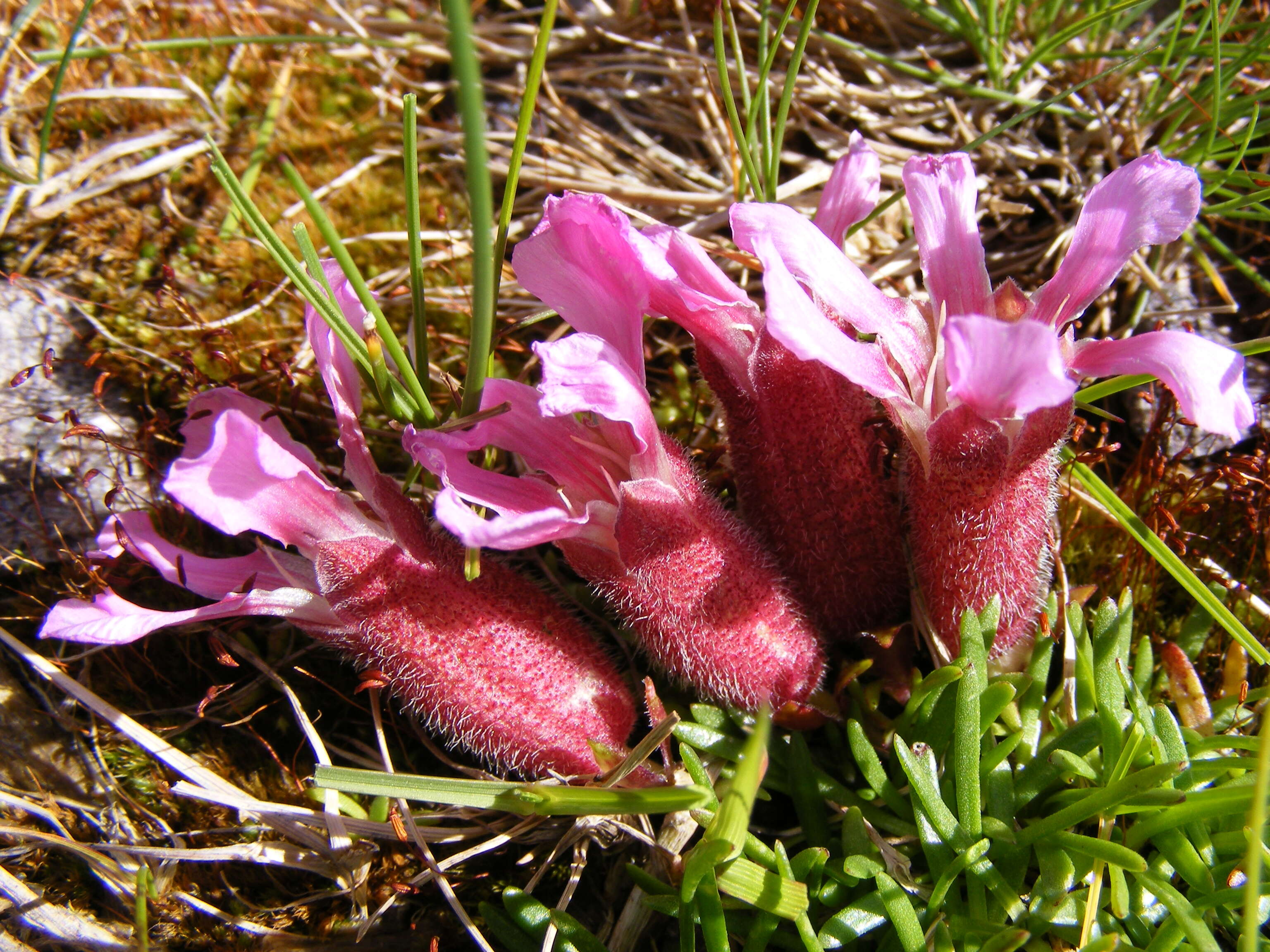 Image of Saponaria pumila Janchen