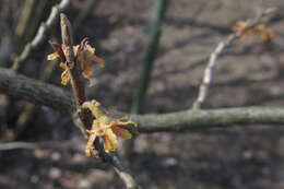 Image of Ozark Witch-Hazel