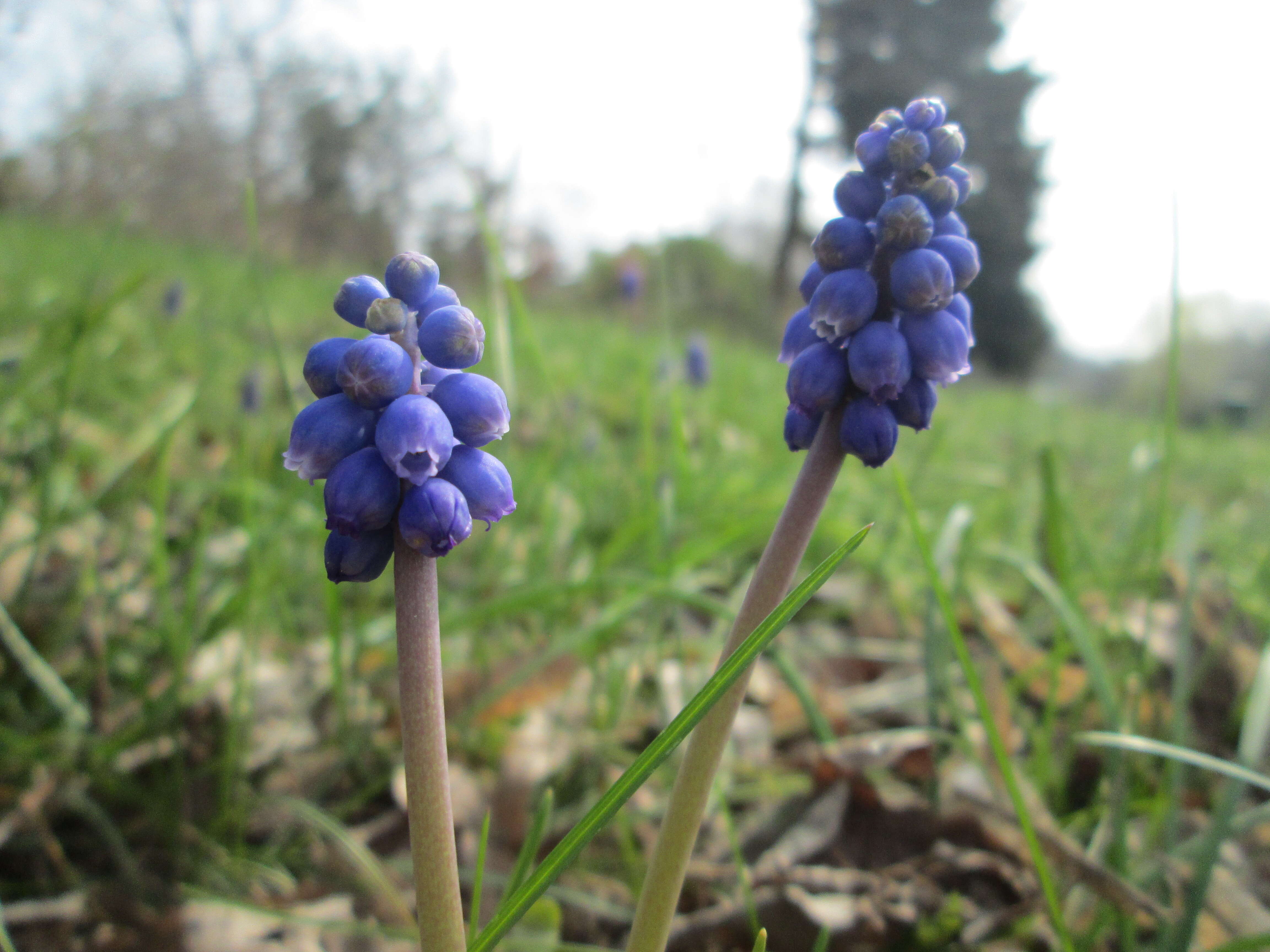 Imagem de Muscari armeniacum H. J. Veitch