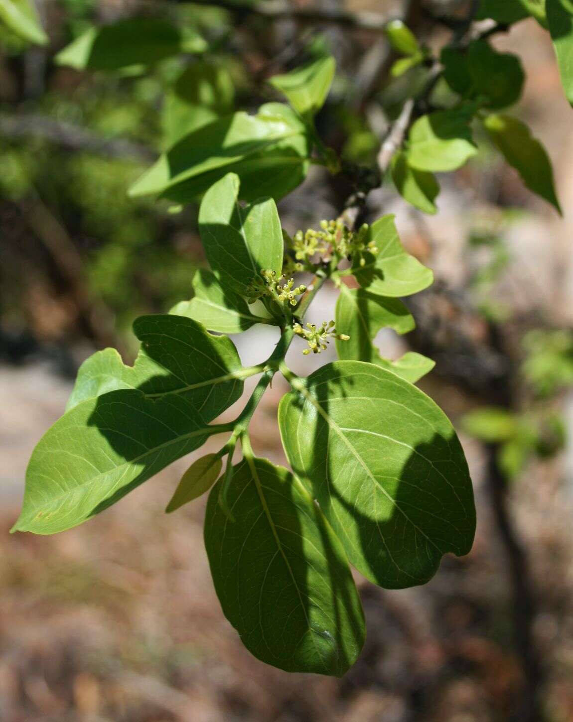 Image of Green-twigs quar