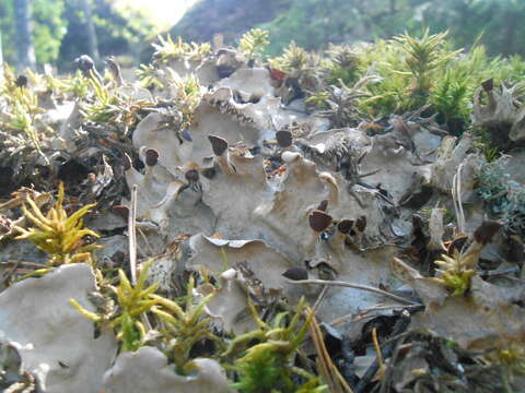 Image of Peltigera neckeri