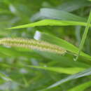 Image of Digitaria compacta (Roth) Veldkamp