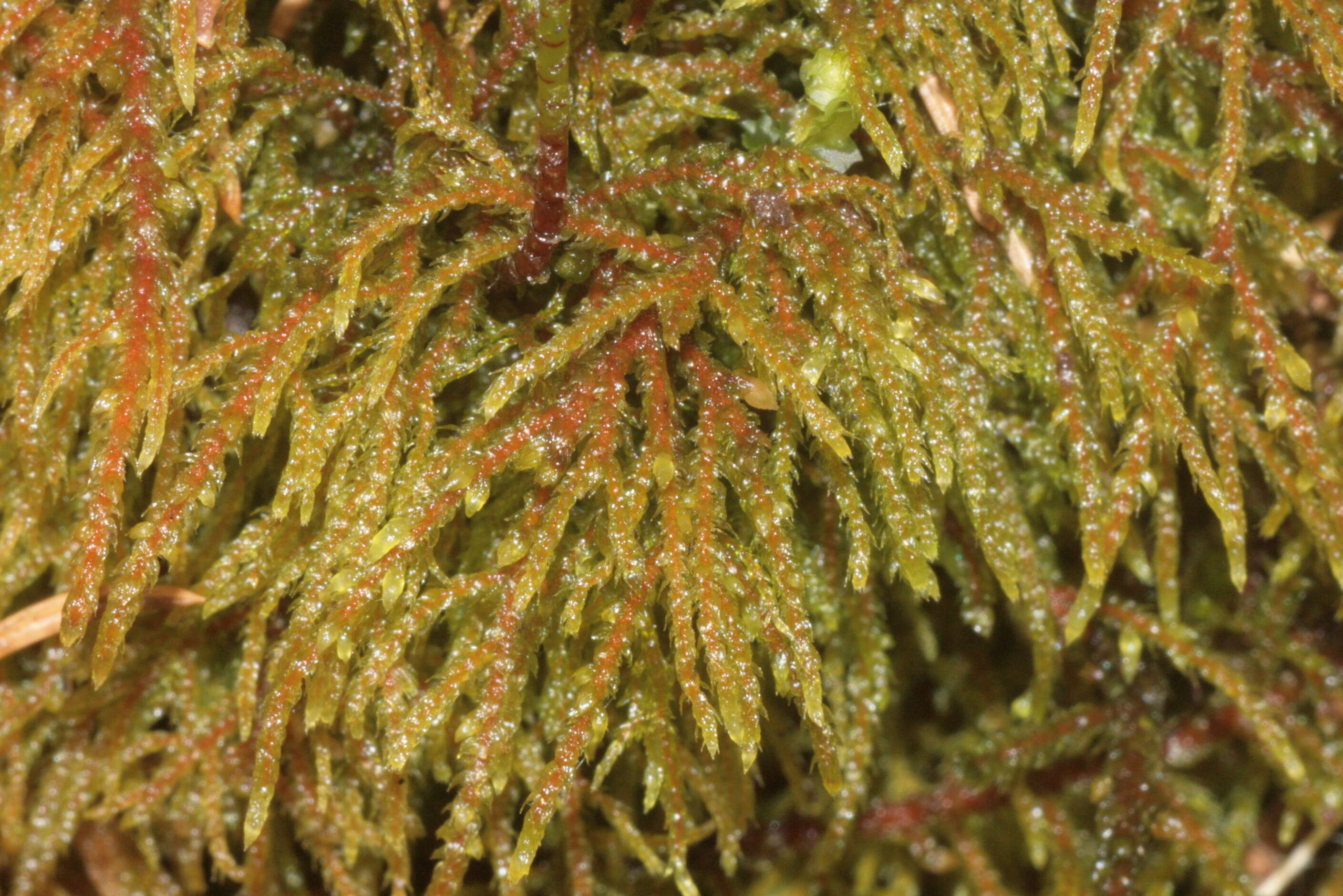 Image of hylocomiastrum moss