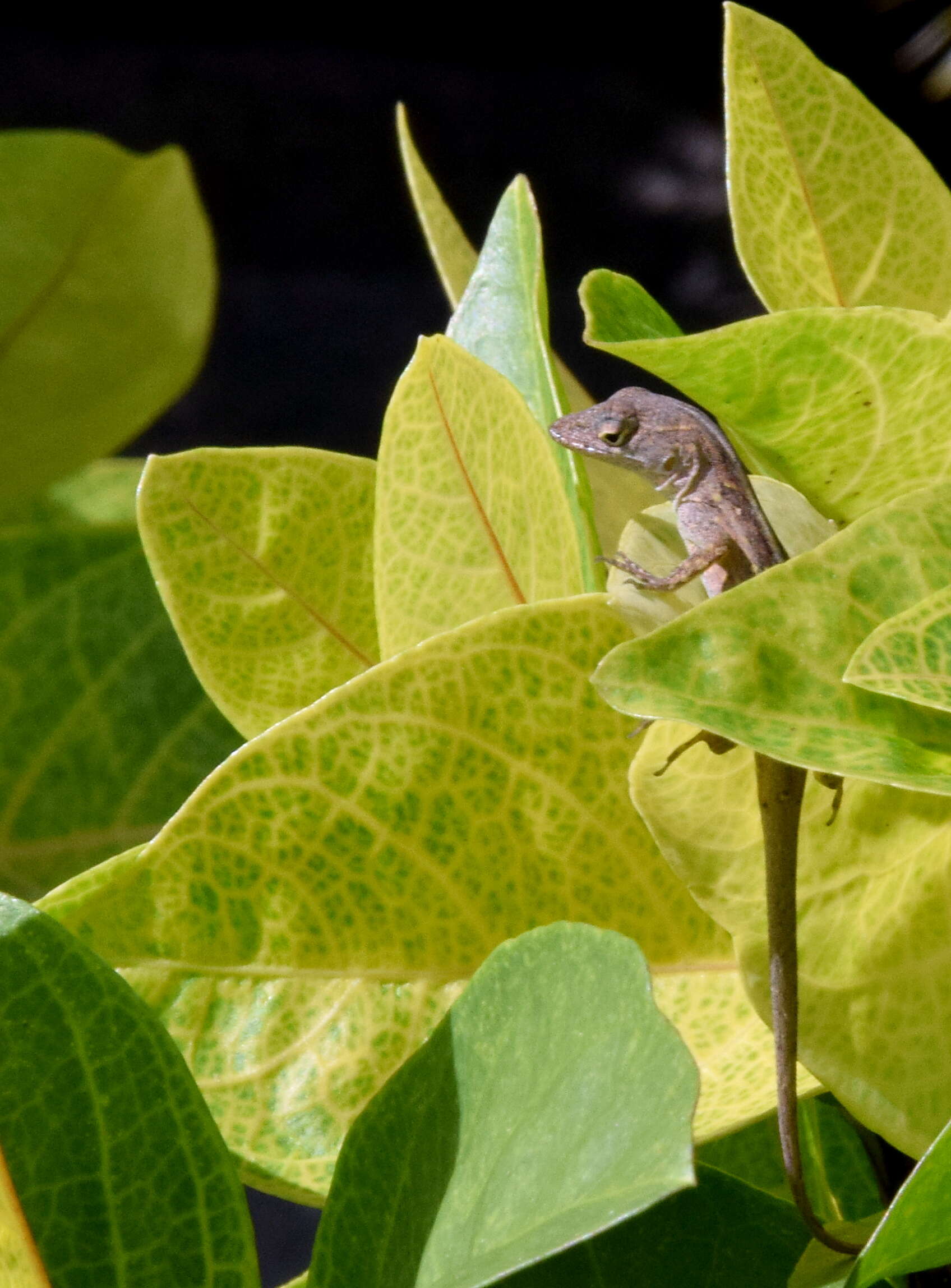 Image of Bahaman brown anole