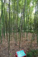 صورة Phyllostachys fimbriligula T. H. Wen