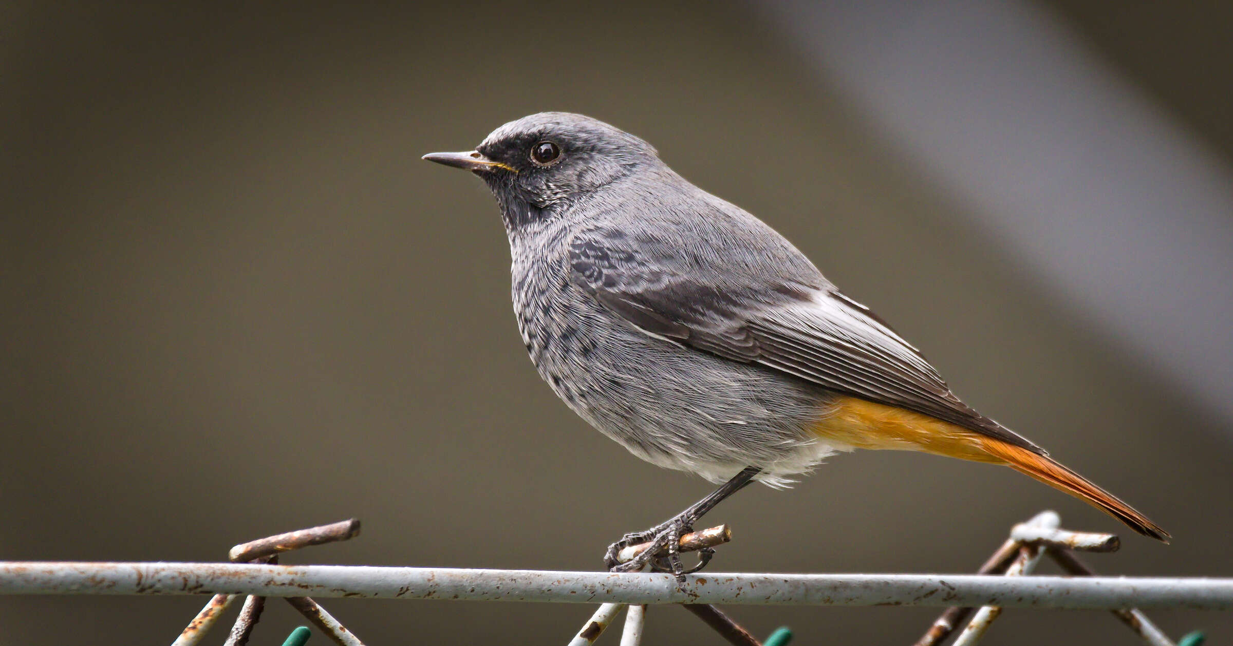 Image of Black Redstart