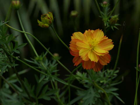 Image of sulphur cosmos