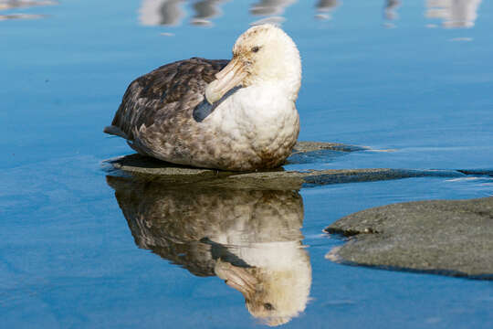 Image of Antarctic Giant-Petrel