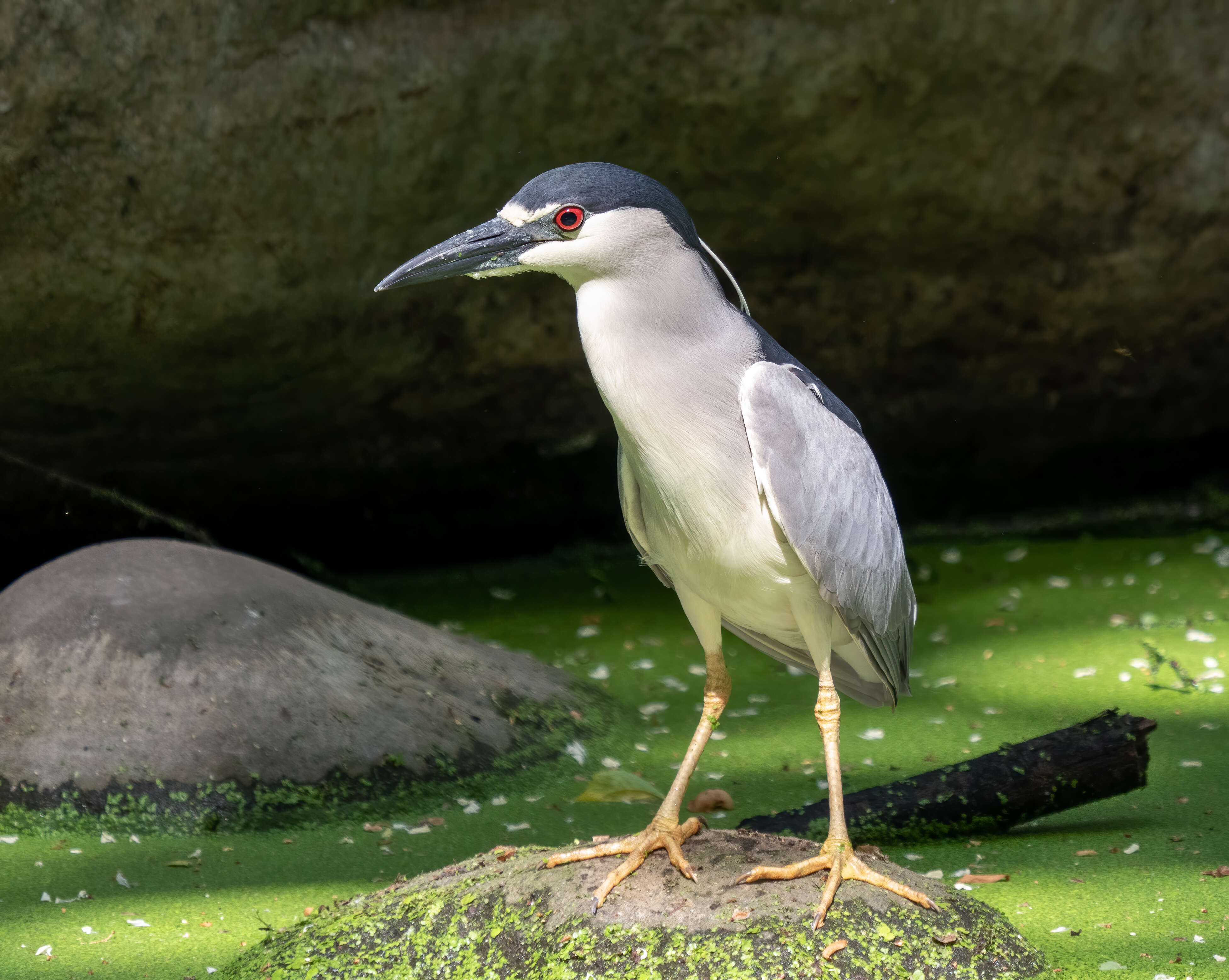 Image of Night Herons