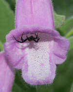 Imagem de Digitalis thapsi L.