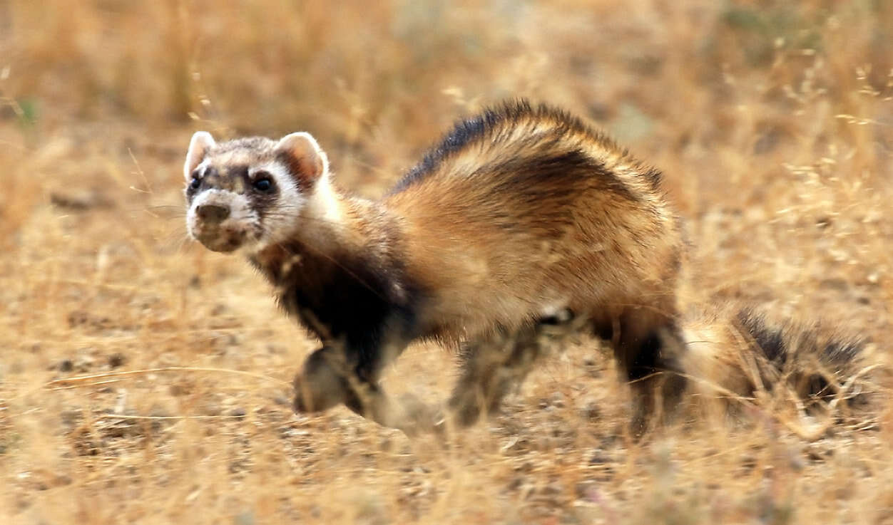 Image of Steppe Polecat