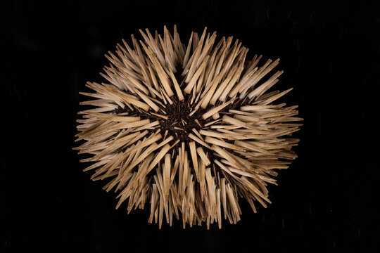 Image of Burrowing urchin