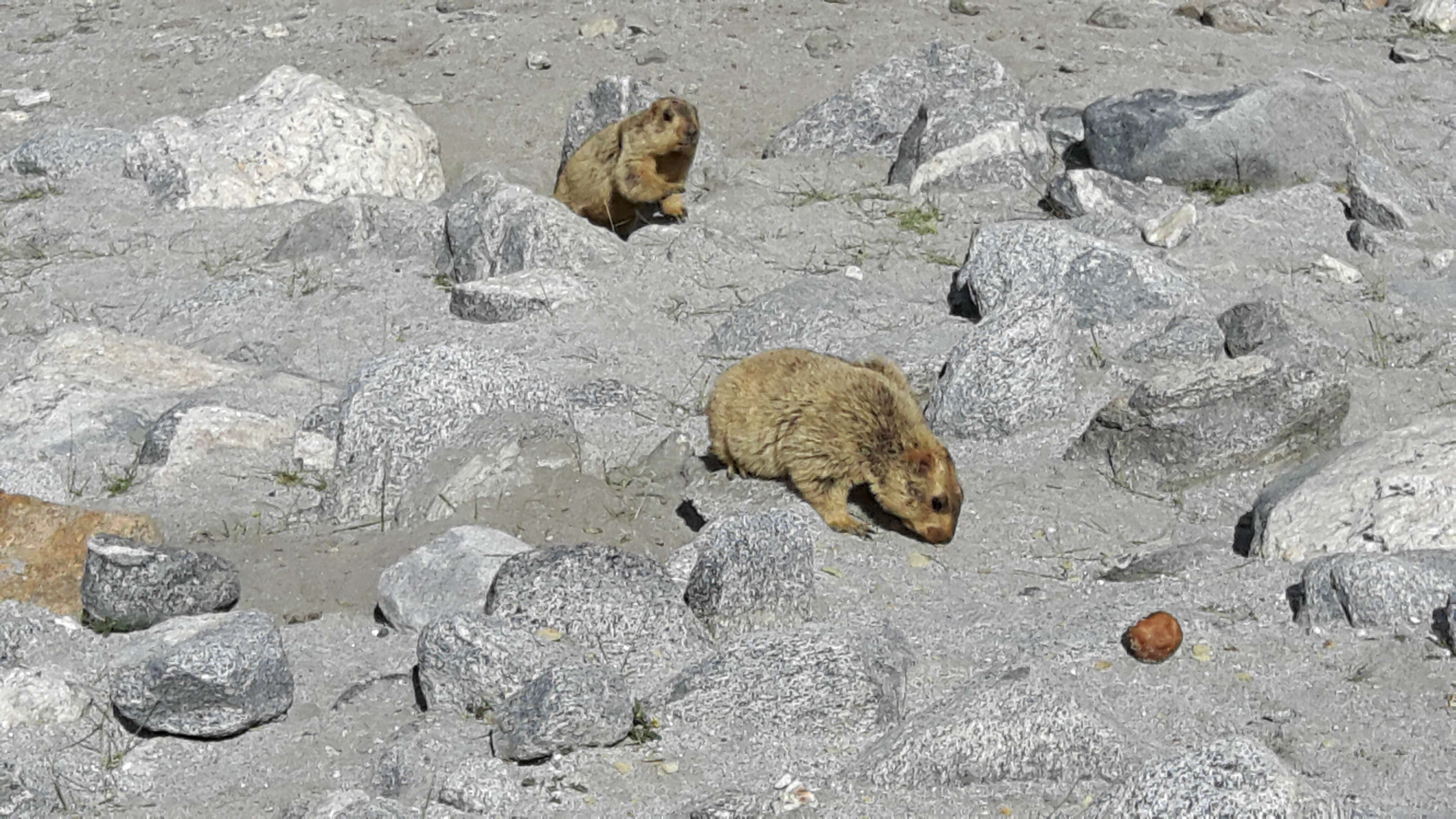 Image of Himalayan Marmot