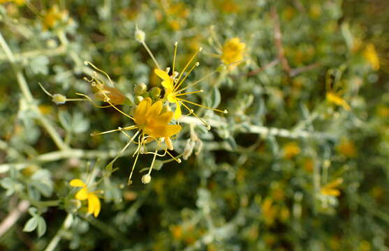 Image of Mojave cleomella