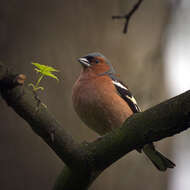 Image of Fringilla Linnaeus 1758