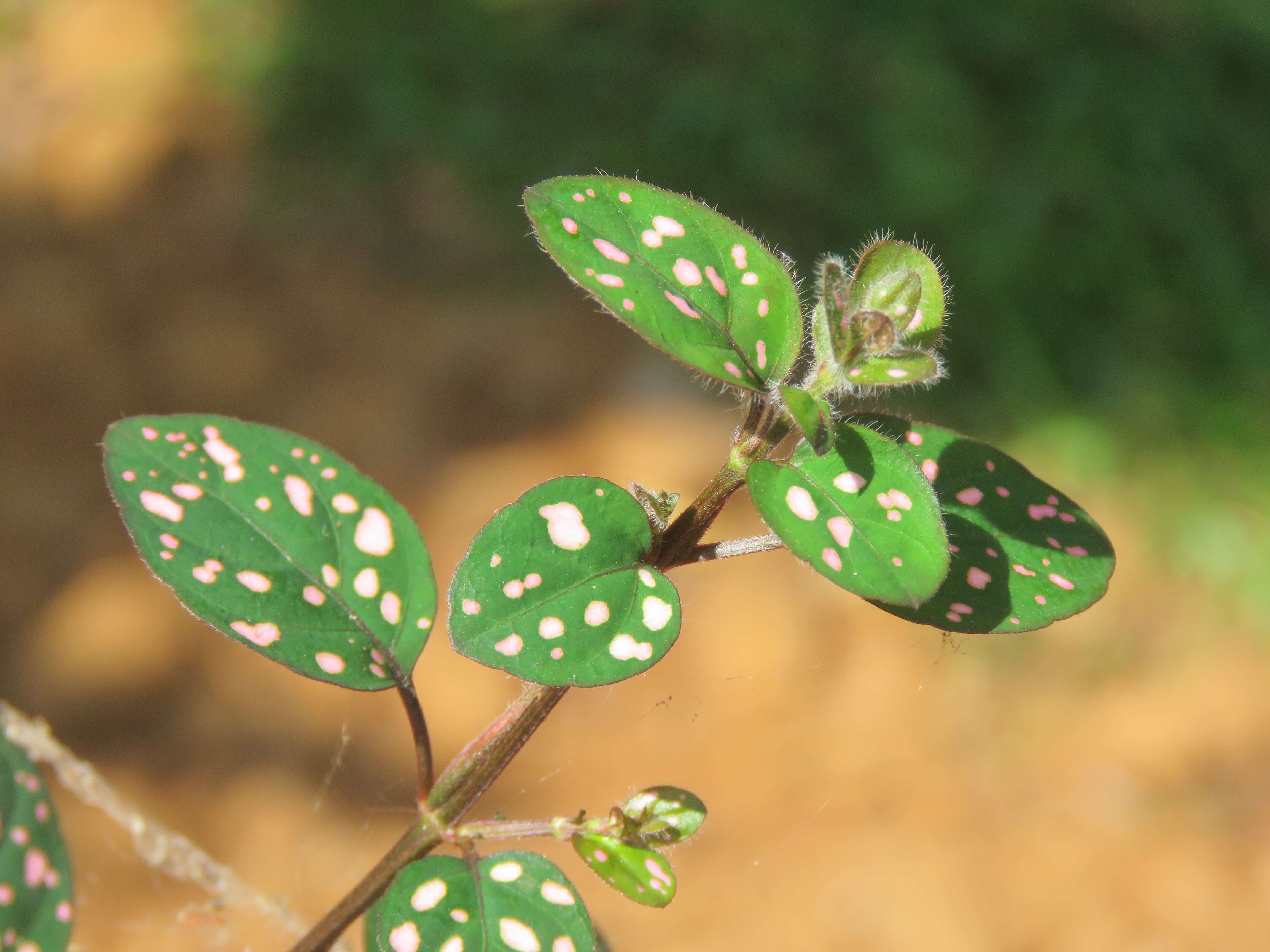 Hypoestes phyllostachya Baker resmi