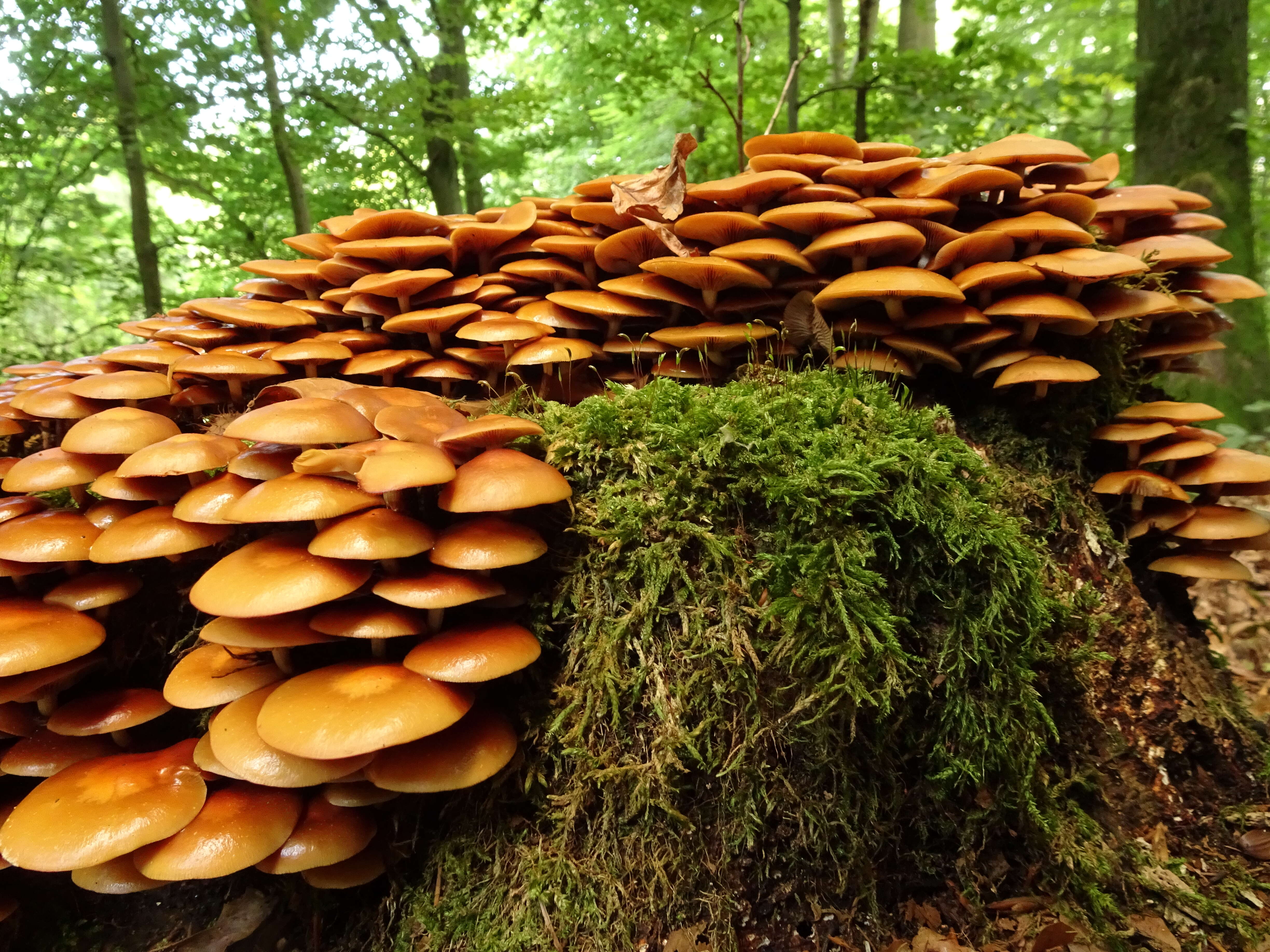 Imagem de Kuehneromyces mutabilis (Schaeff.) Singer & A. H. Sm. 1946