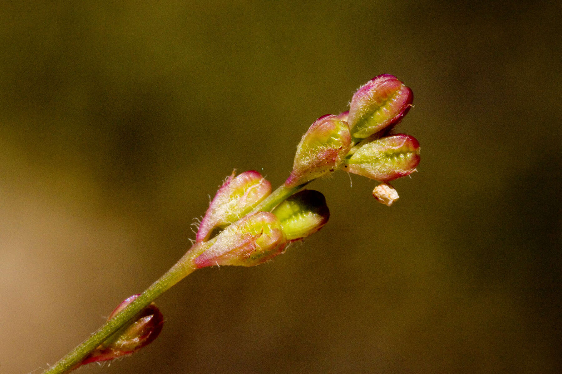 Imagem de Boerhavia wrightii A. Gray