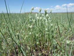 Image of field cudweed