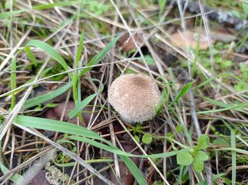 Imagem de Lycoperdon perlatum Pers. 1796